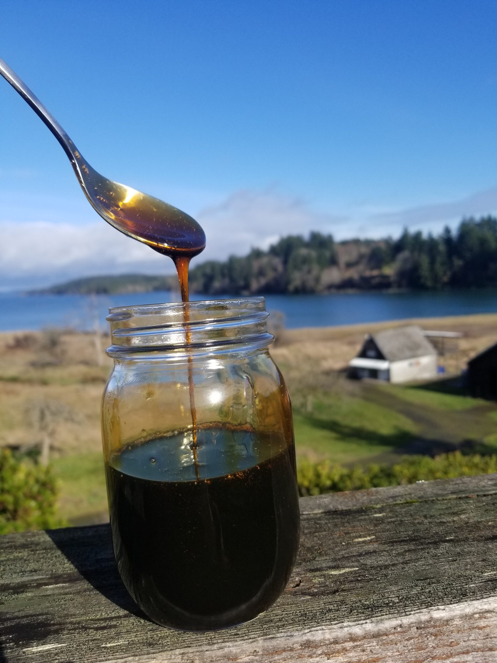 bigleaf maple syrup being spooned out of a jar.