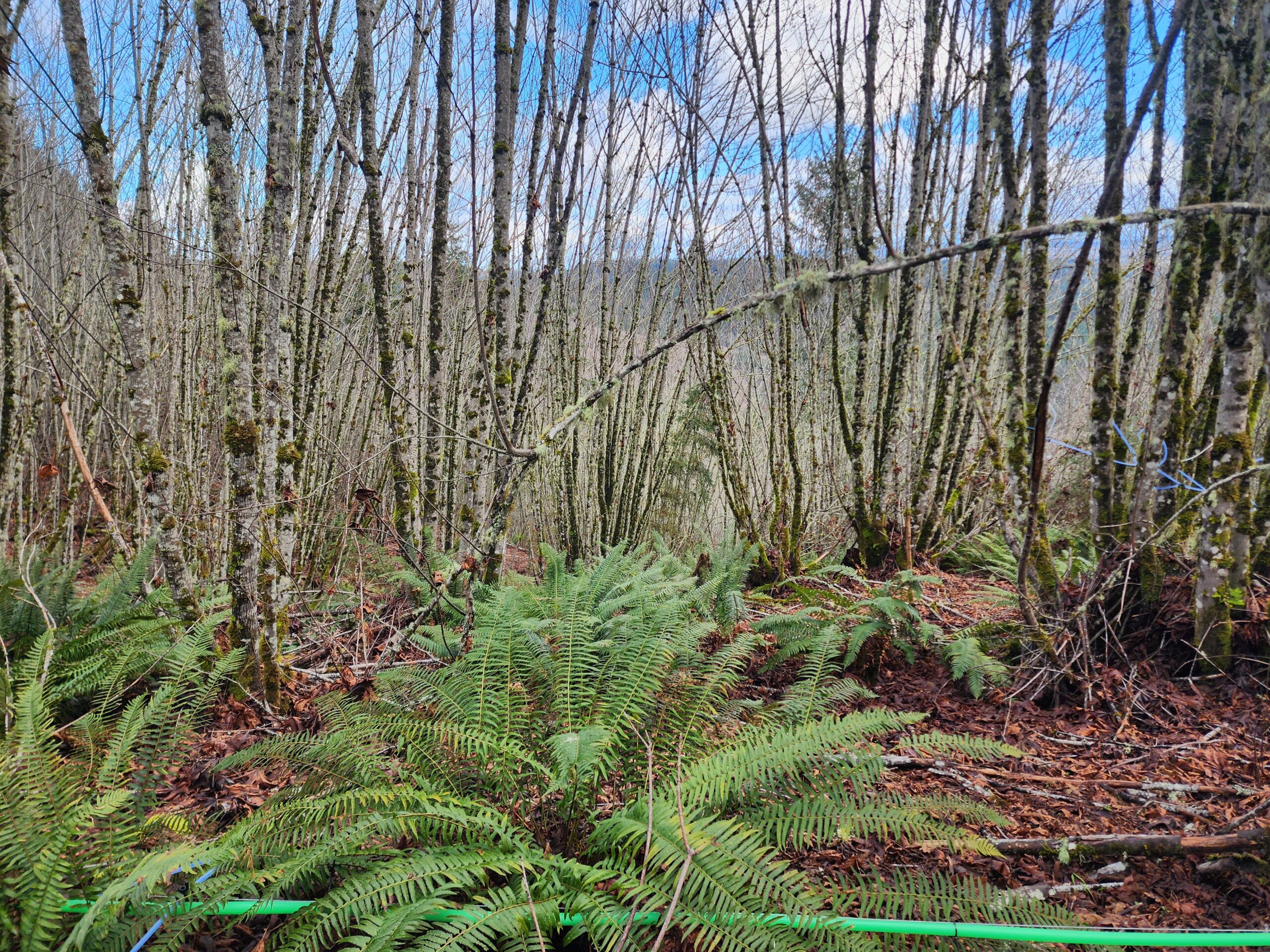A dense bigleaf maple forest.