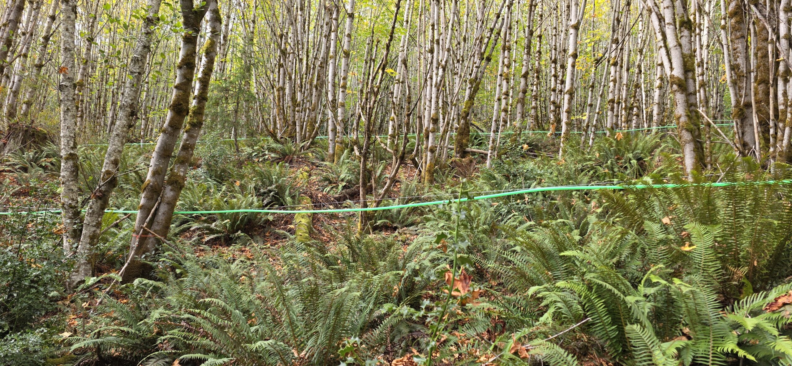 Tubing running through a maple dominant forest.
