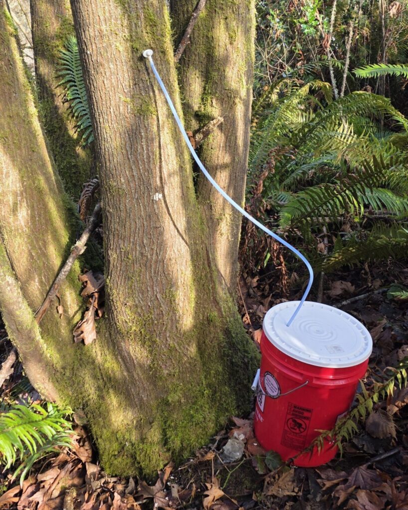A maple tree being tapped using a bucket on the ground and tubing connected to the spile.