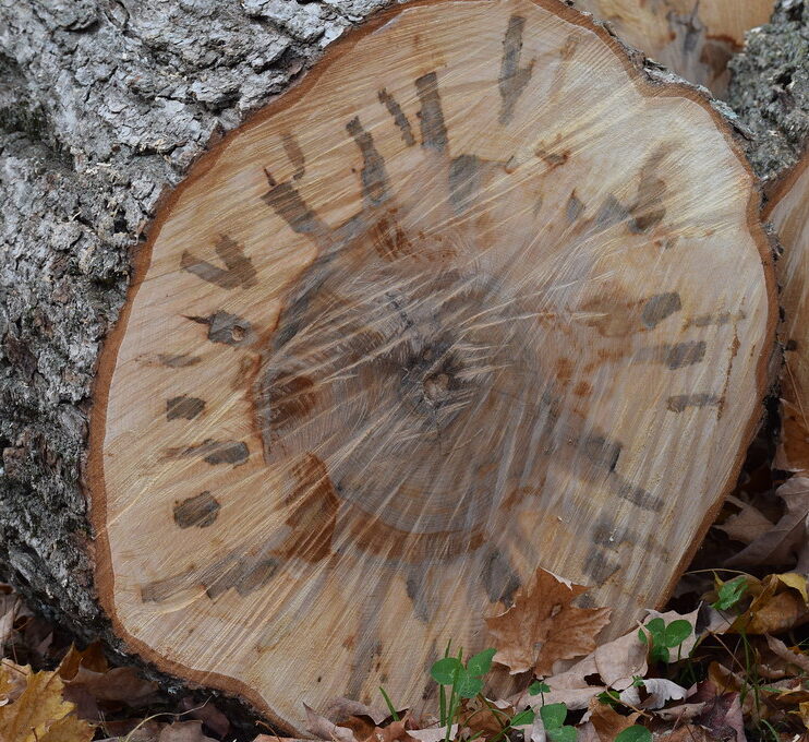 A cross section of a tree that has been tapped.