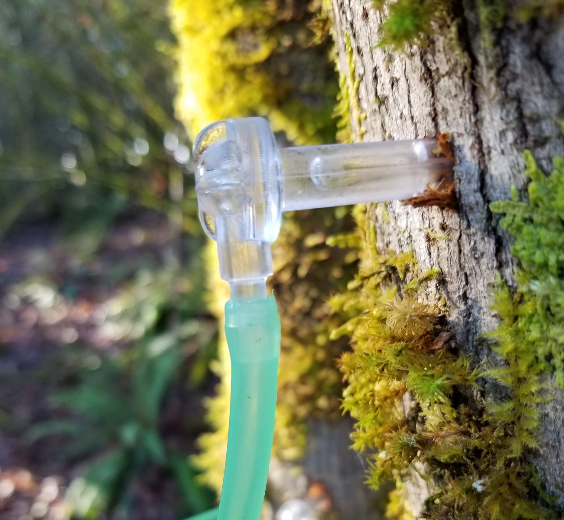 A spile in a maple tree connected to some tubing.