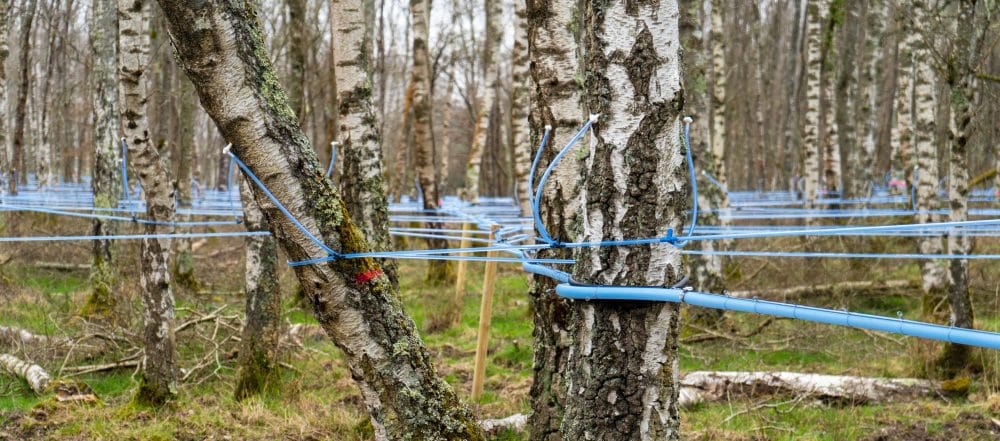 Birch trees being tapped with a tubing system.