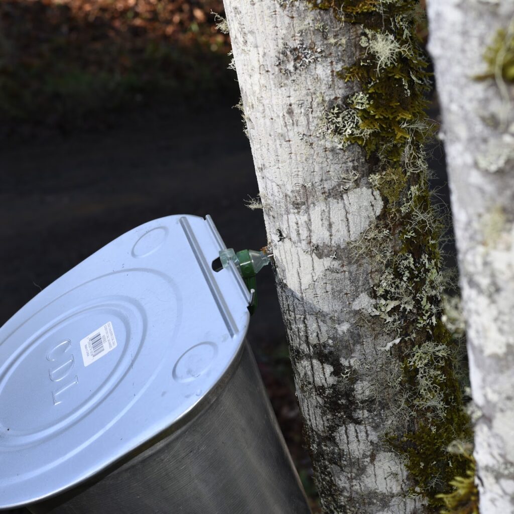 A bucket hanging off of a bigleaf maple tree.
