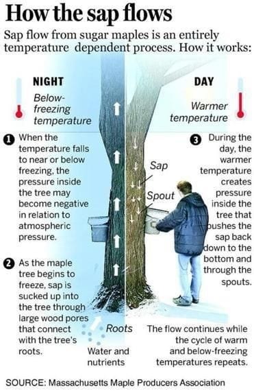Graphic of a maple tree with a description of how the sap flows.
How the sap flows: Sap flow from sugar maples is entirely temperature dependent process. How it works:
Night - below freezing temperature
1. When the temperature falls to near or below freezing, the presure inside the tree may become negative in relation to atmospheric pressure.
2. As the maple tree begins to freeze, sap is sucked up into the tree through large wood pores that connect with the trees roots.
Day - warmer temperature
3. During the day, the warmer temperature creates pressure inside the tree that pushes the sap back down to the bottom and through the spouts.
The flow continues while the cycle of warm and below-freezing temperature repeats.
Source: Massachusetts Maple Producers Association.