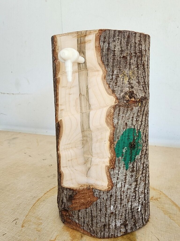 A section of a tree with the face removed to reveal what a tap scar looks like inside.