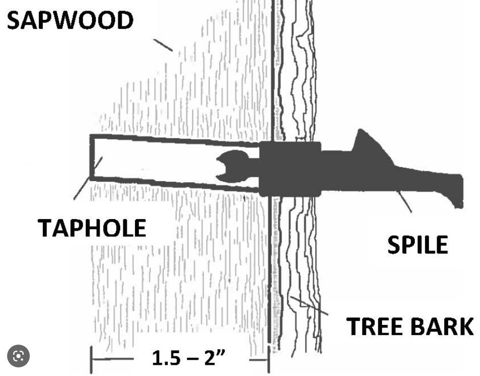 A diagram of a spile installed on a maple tree showing the inside of the tree.