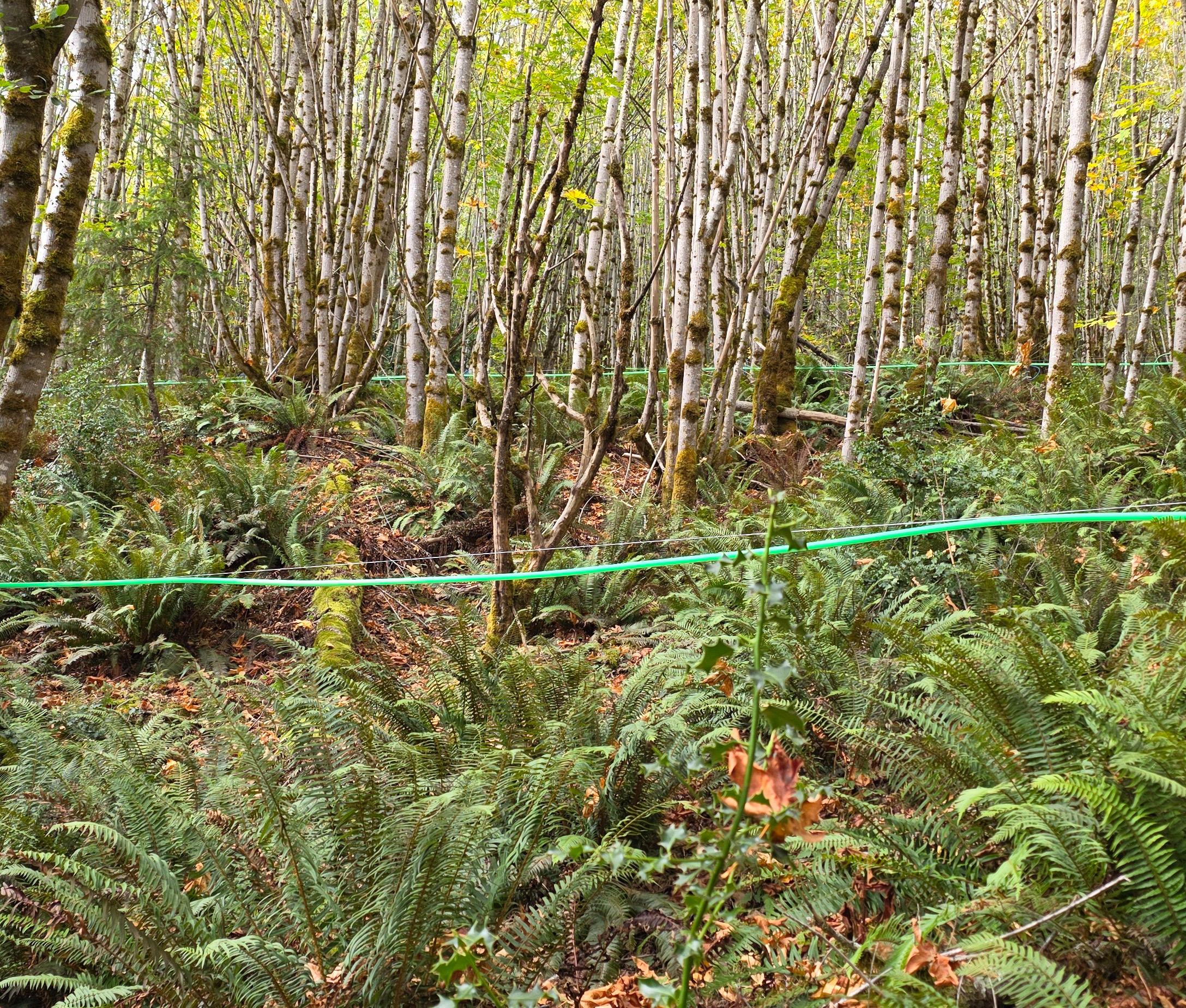 A dense bigleaf maple forest.