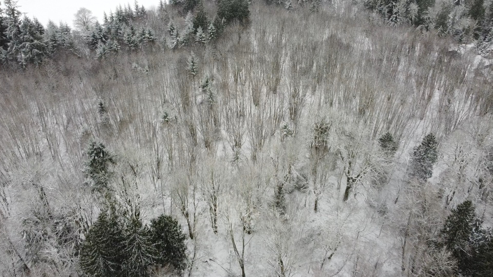 An aerial view of a sugarbush during the winter.