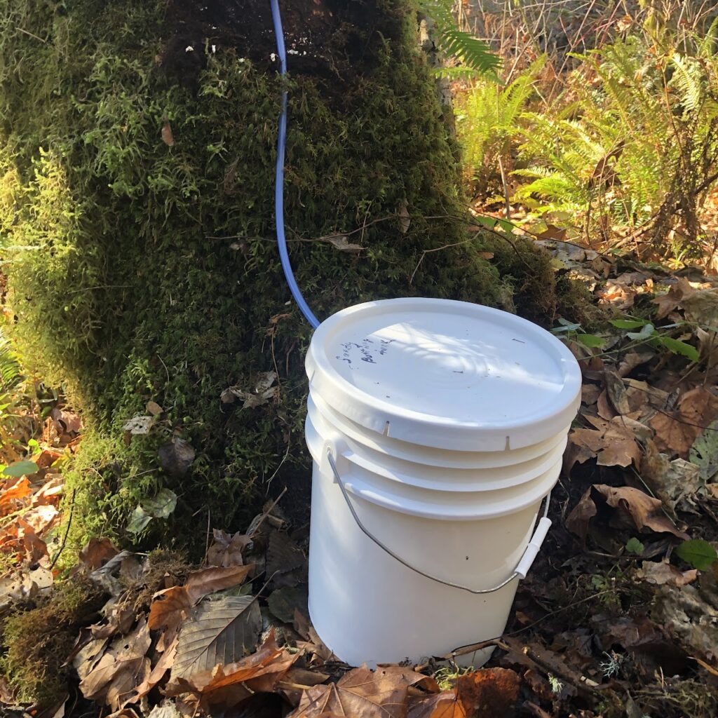 A maple tree being tapped using a bucket on the ground and tubing connected to the spile.