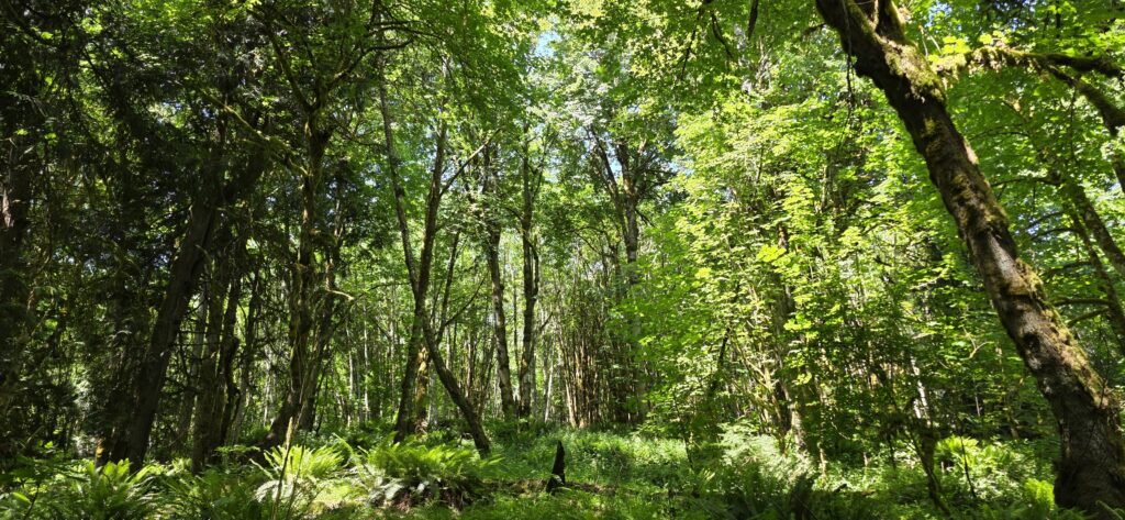A bigleaf maple dominant forest.