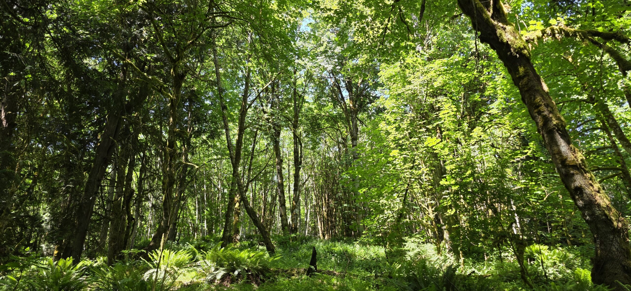 A bigleaf maple forest.