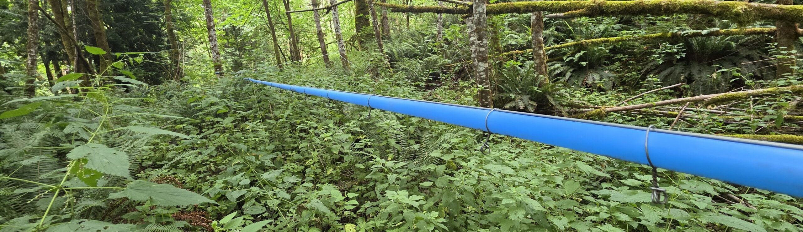 A maple sap line running through the woods.