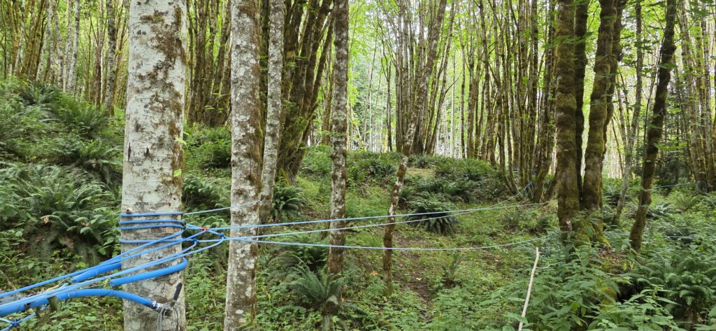 Lateral lines strung throughout the forest.