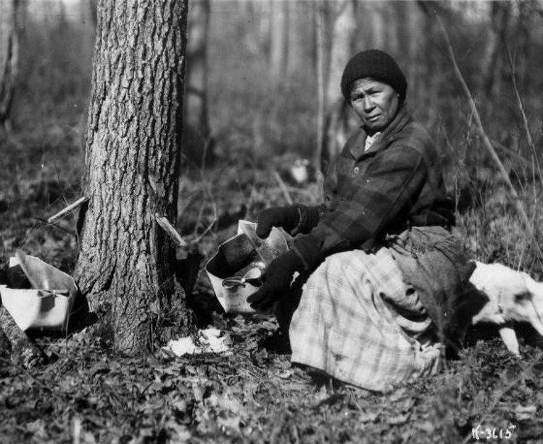 An indigenous woman collects sap from a maple using a birch bark container.