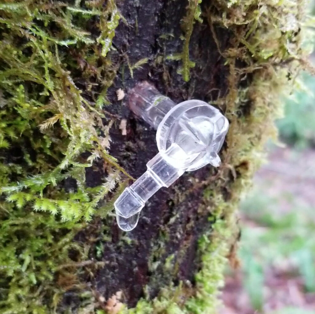 A maple tap on a tree with sap dripping
