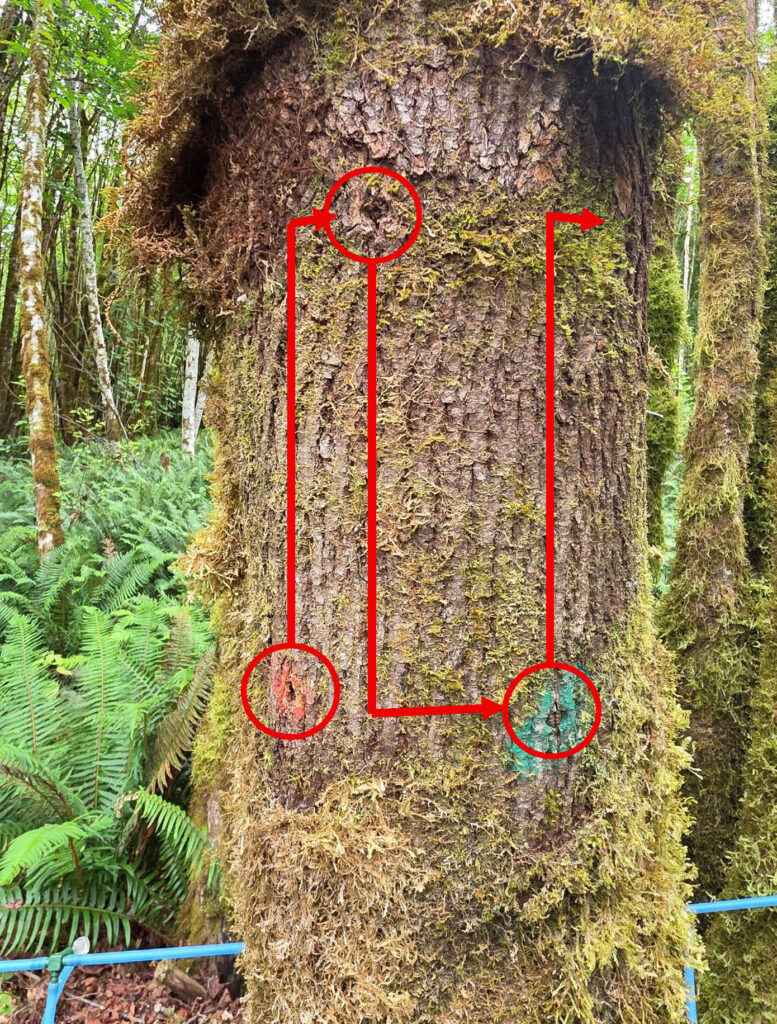 A maple tree that has been tapped. Old tap holes are circled in red with lines connecting them to show the proper retapping pattern and where the next tap will be.