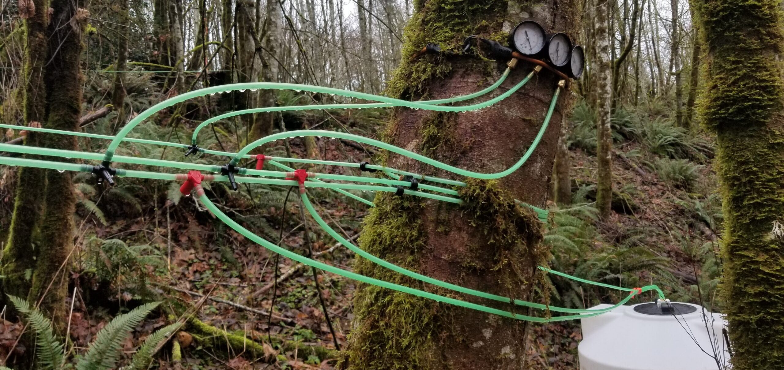 Tubing and vacuum meters in the forest.