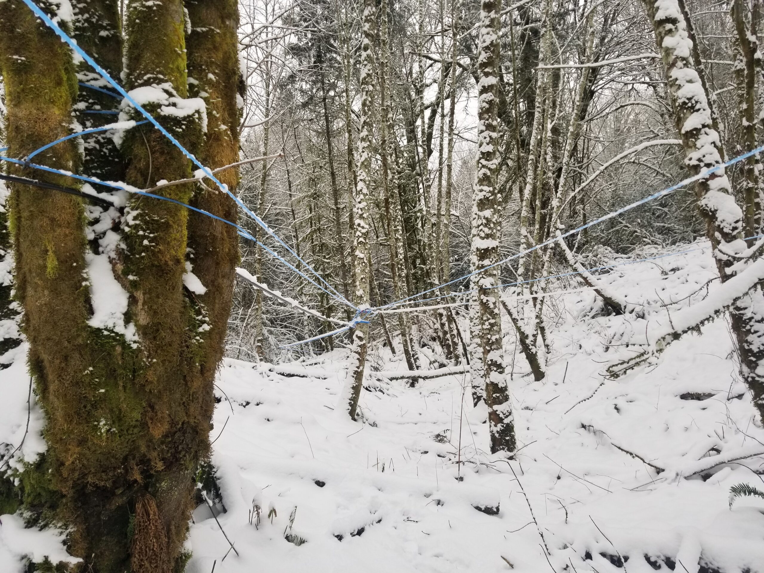 A snowy maple forest with a tubing system.