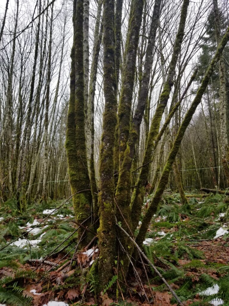 A maple clump in the wood with small stems.