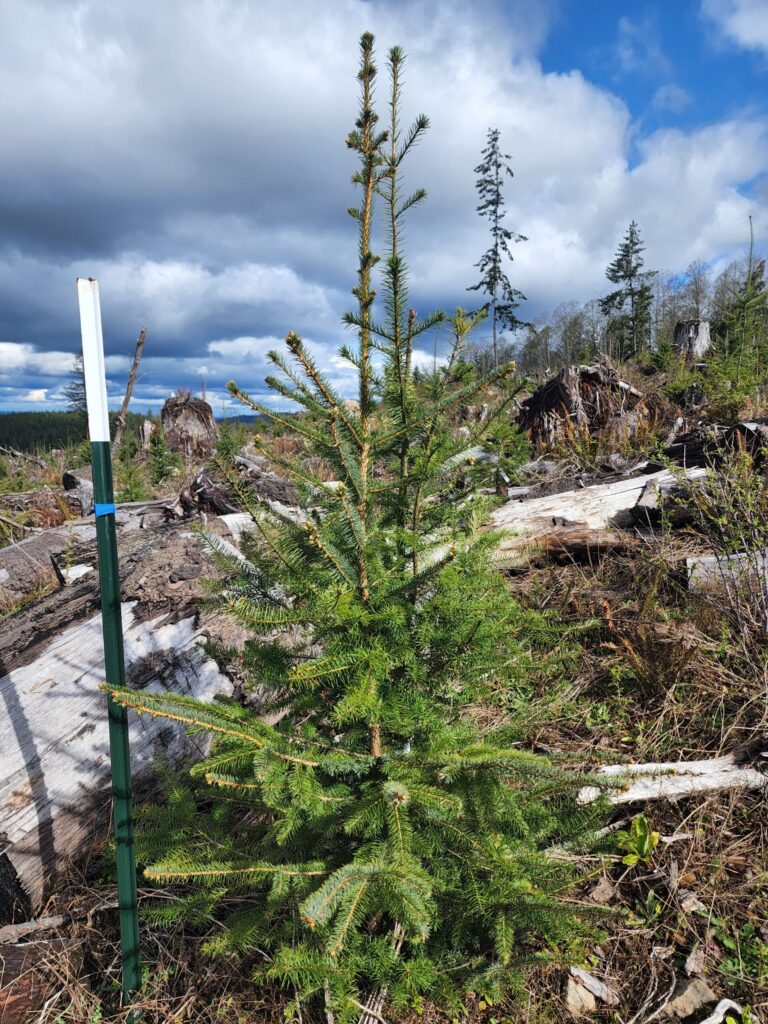 A doug-fir and a spruce tree planted together.