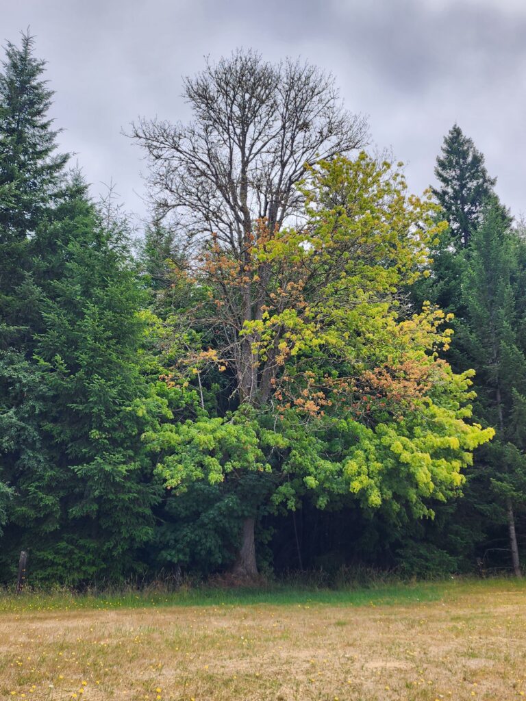 A dying bigleaf maple