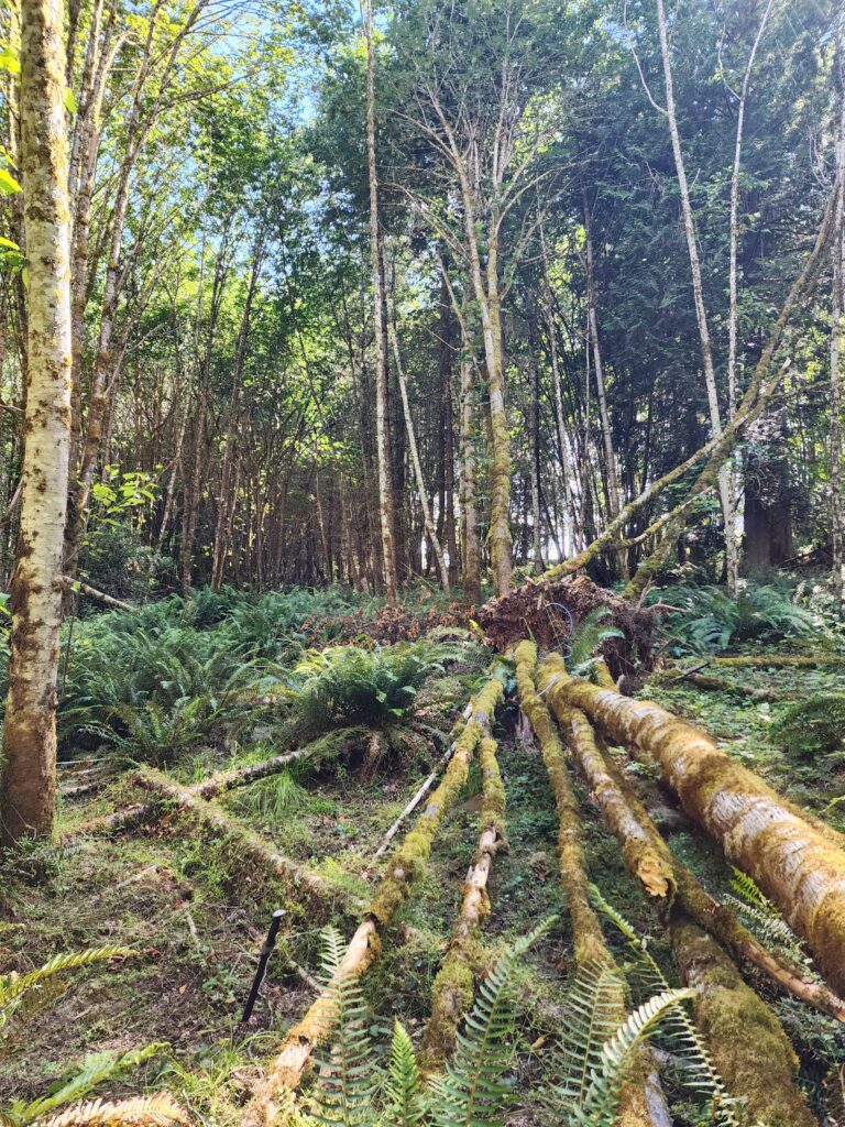A downed bigleaf maple in the forest.