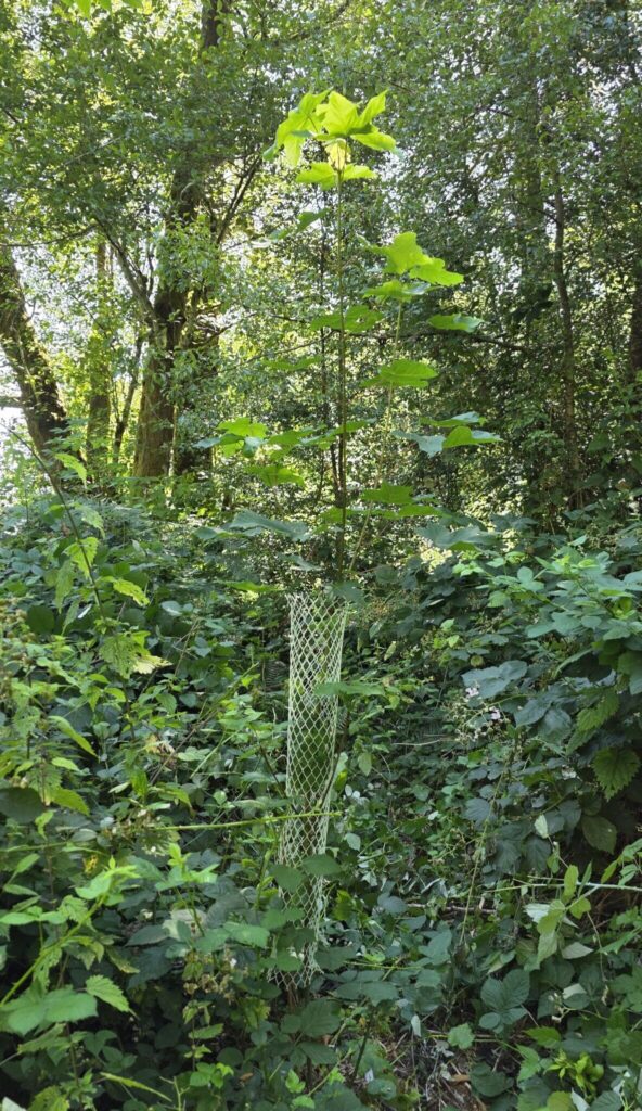 A maple tree in a tree tube.