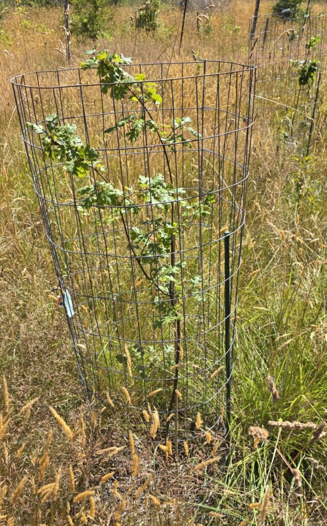 An oak tree in a metal cage.
