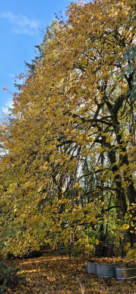 Bigleaf maples have brilliant yellow foliage in the fall. Photo: Patrick Shults, WSU Extension.