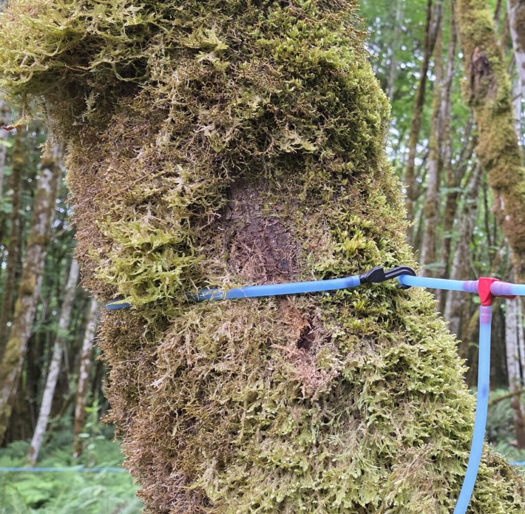 The end of a lateral line looped around a tree.