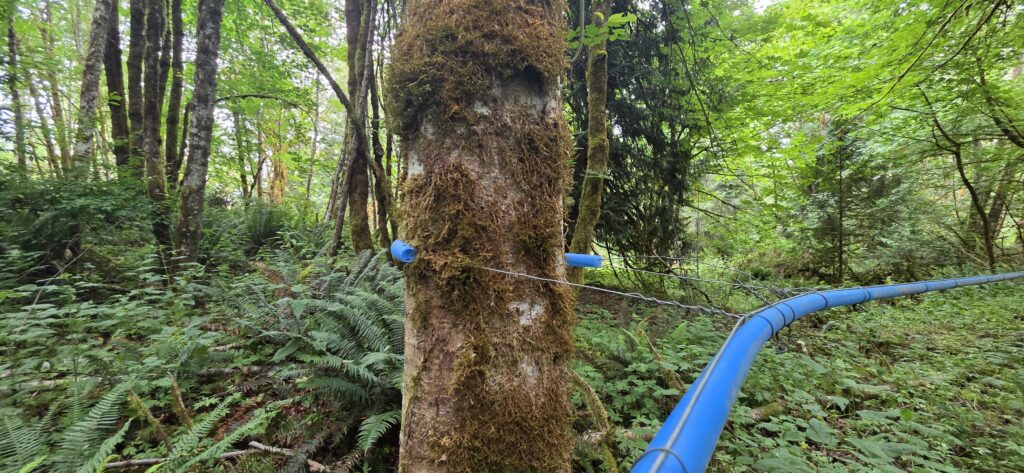 Wire and tubing around a tree to create a side tie.