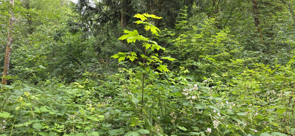 A bigleaf maple seedling growing above blackberry.