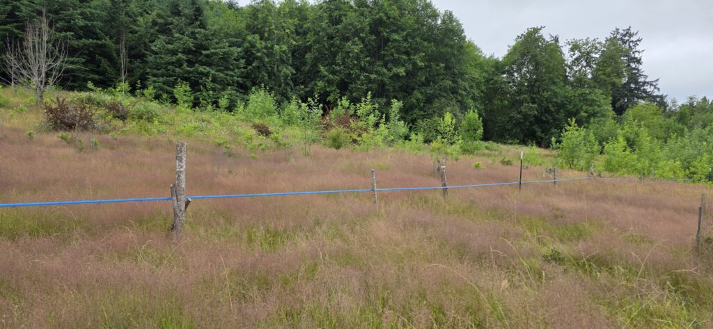 Mainline running through an open field on posts.