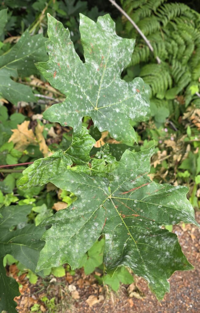 powdery mildew on maple leaves