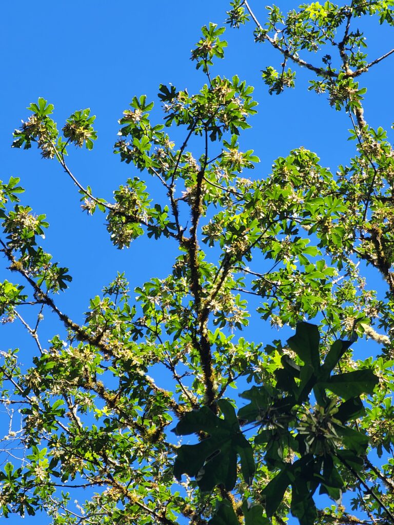 Small, deformed leaves on a bigleaf maple.