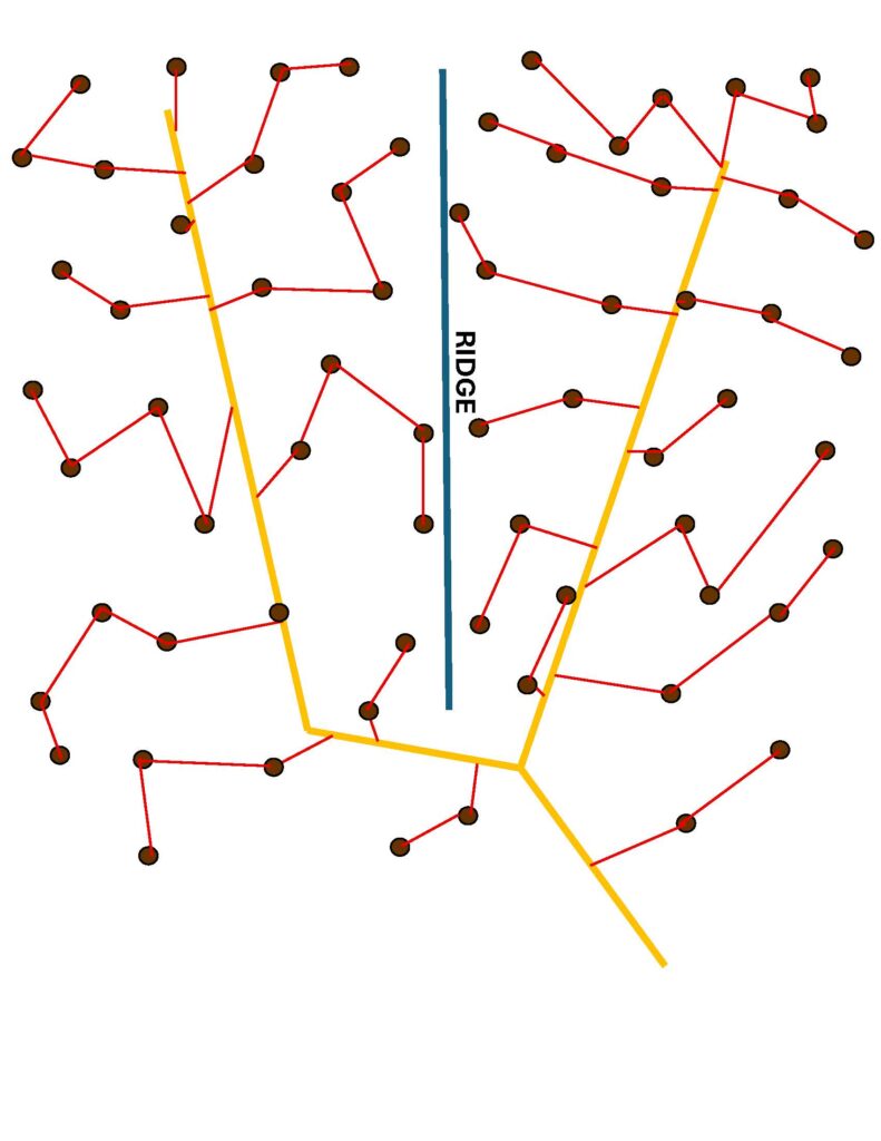 Tubing system graphic with lateral lines in red, trees in brown, and mainline in yellow, with a ridge running down the middle.