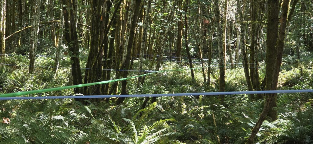 Maple tubing running through a forest