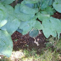 Hosta with insect damage