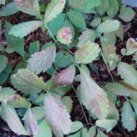 Groundcover showing signs of distress
