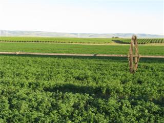 Alfalfa field with irrigation system. 