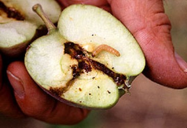 Small brown work crawling on an apple cut in half. 