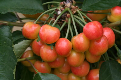 Cherries on tree