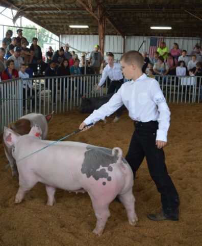 Youth guiding a pig in an indoor livestock show with spectators and other participants in the background.