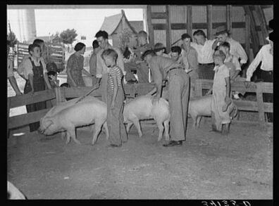 People, including children, interact with pigs in a barn during a farm event.