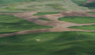 green, rolling wheat fields