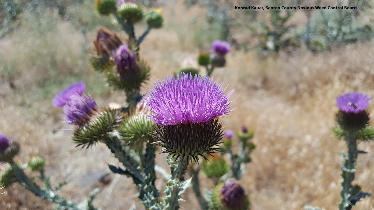 Russian thistle