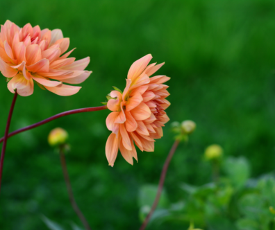 2 Orange flowers against green background foliage