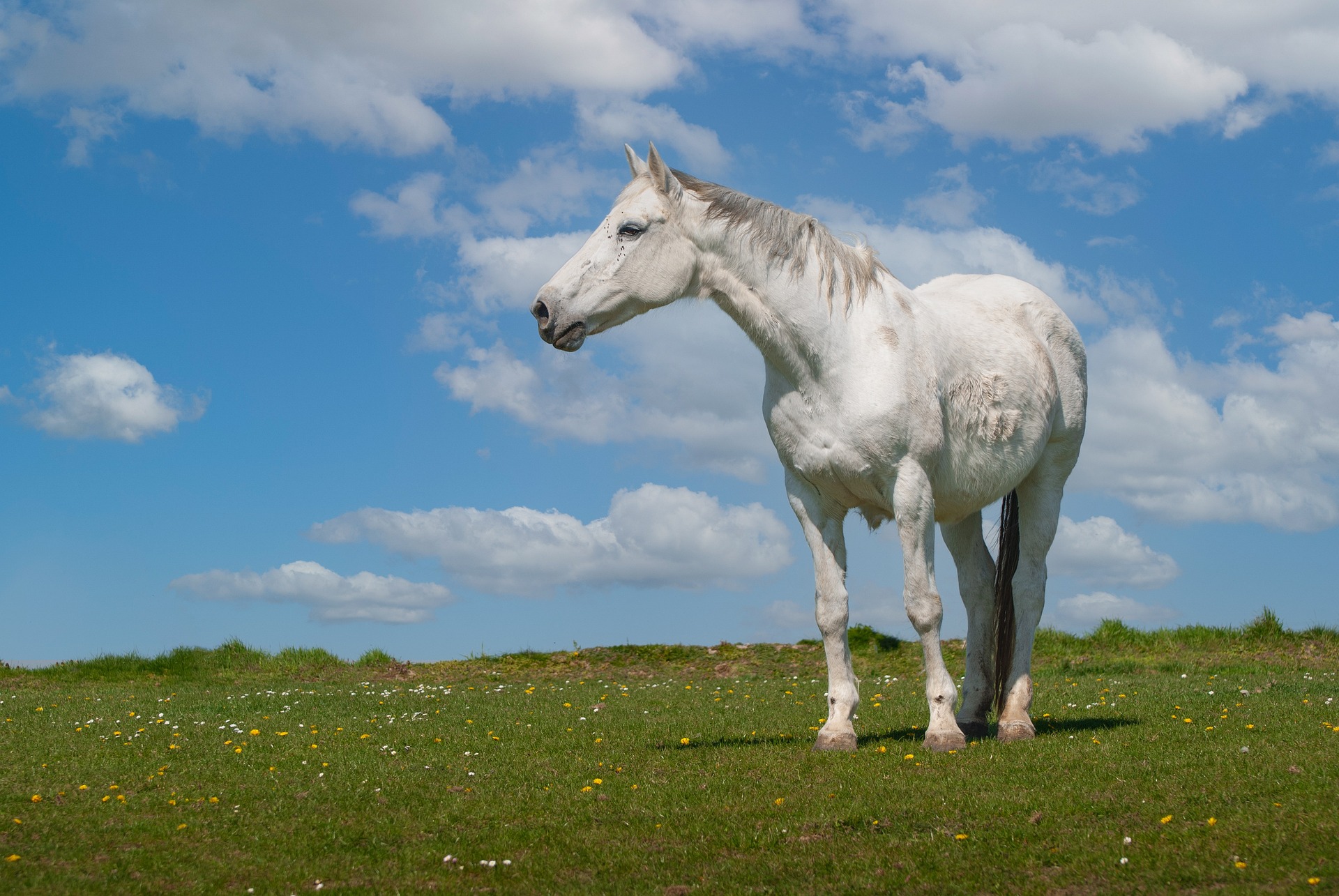 White horse in a grassy field with flowers under a blue sky with clouds.