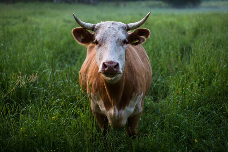 A light brown cow with white patches stands in a lush green field, facing the camera. Its head is slightly tilted downward, and a yellow ear tag is visible on its left ear.